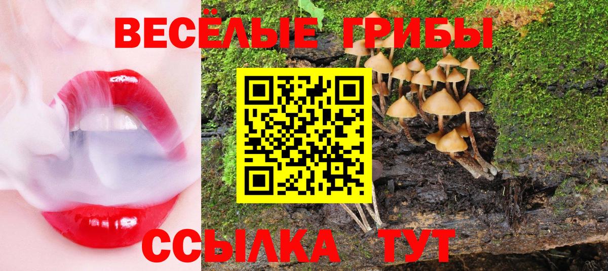 Кингисепп  Псилоцибиновые грибы Cubensis  Вход с VPN 